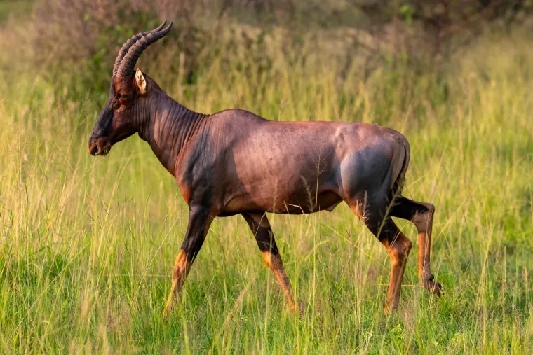 An antelope with curved horns striding through tall grass