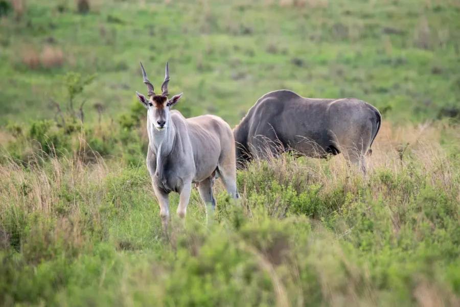 Two different antelope species standing together on grazing ground