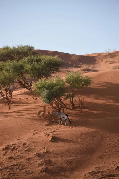 A tall sand dune with scattered trees at its base