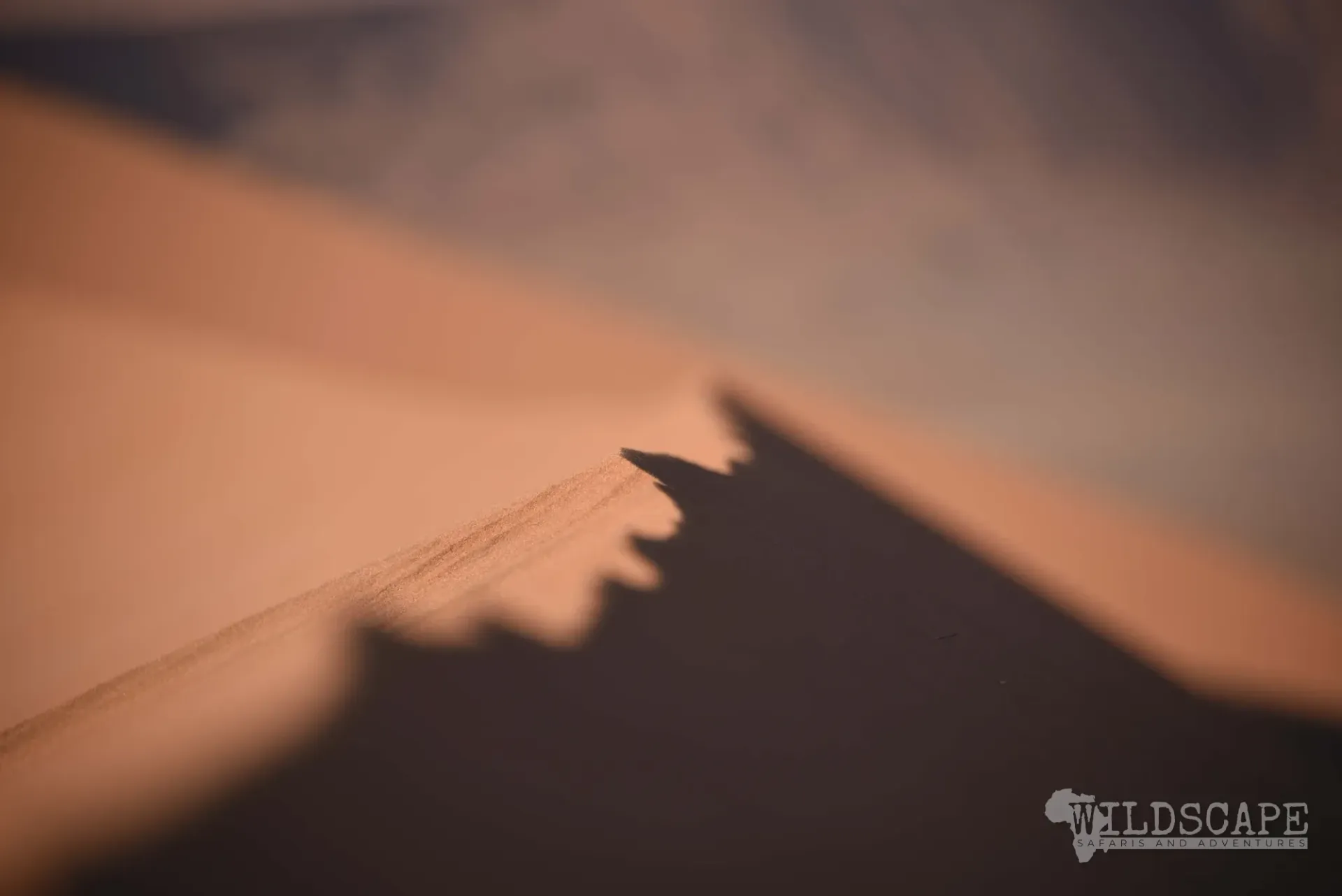 The crest of a sand dune dividing light and shadow
