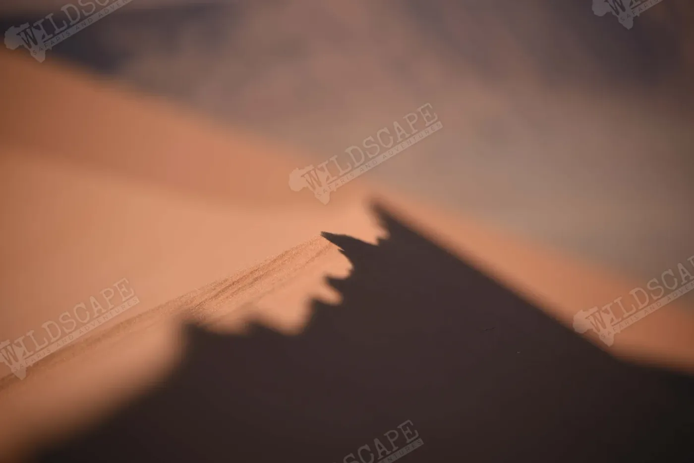 The crest of a sand dune dividing light and shadow
