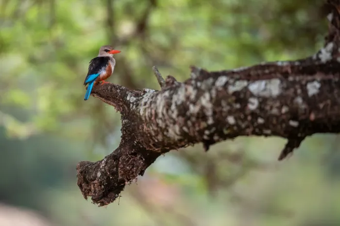 A kingfisher with an orange breast on a branch