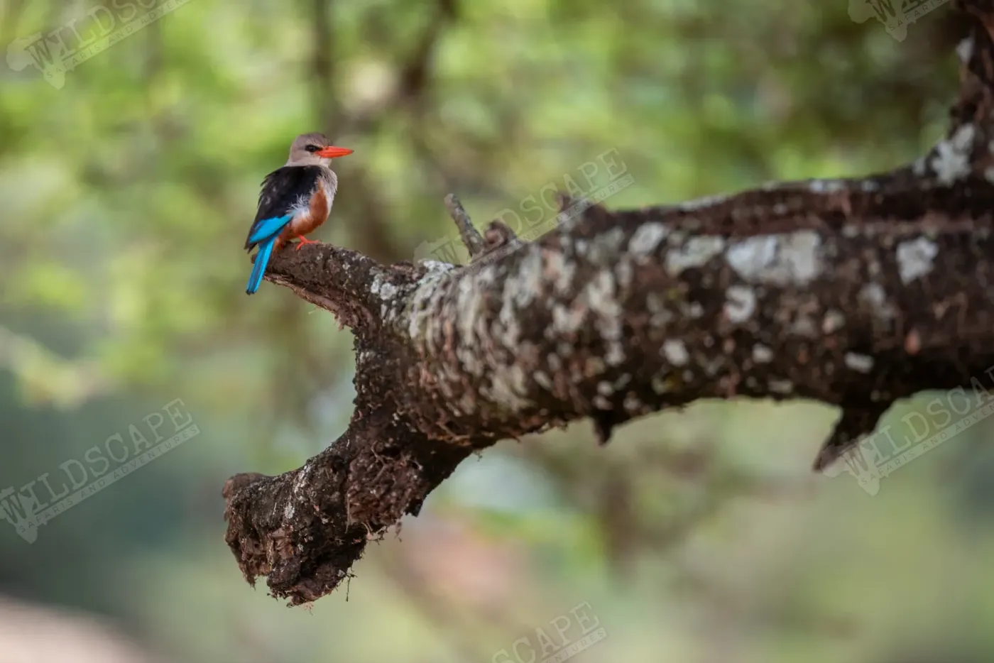 A kingfisher with an orange breast on a branch