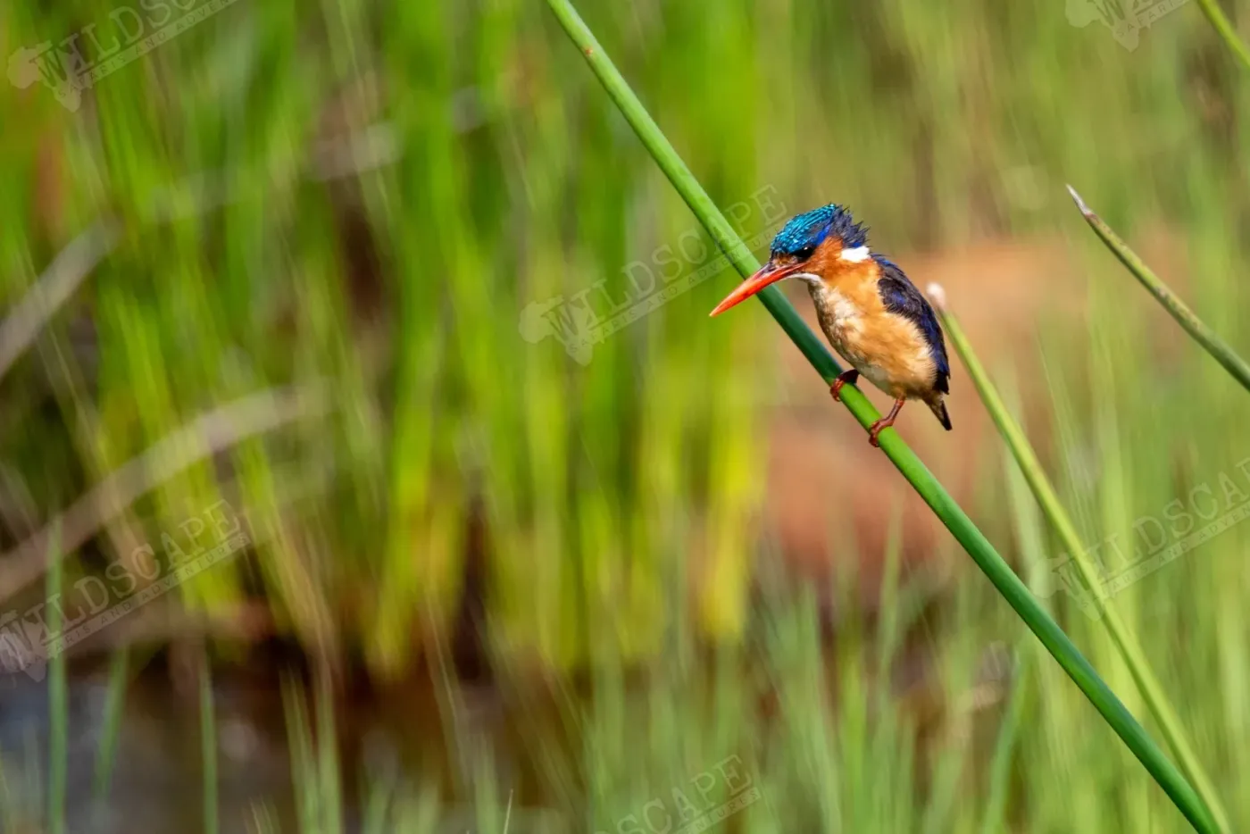 A small kingfisher clinging to a reed stem