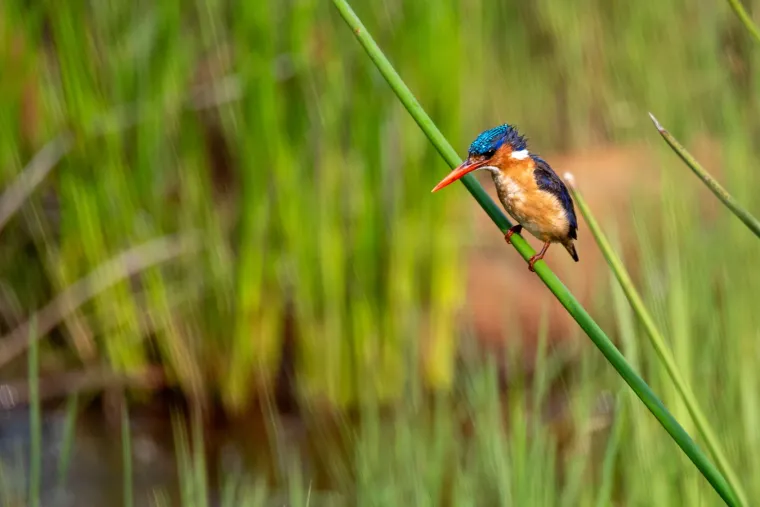 A small kingfisher clinging to a reed stem