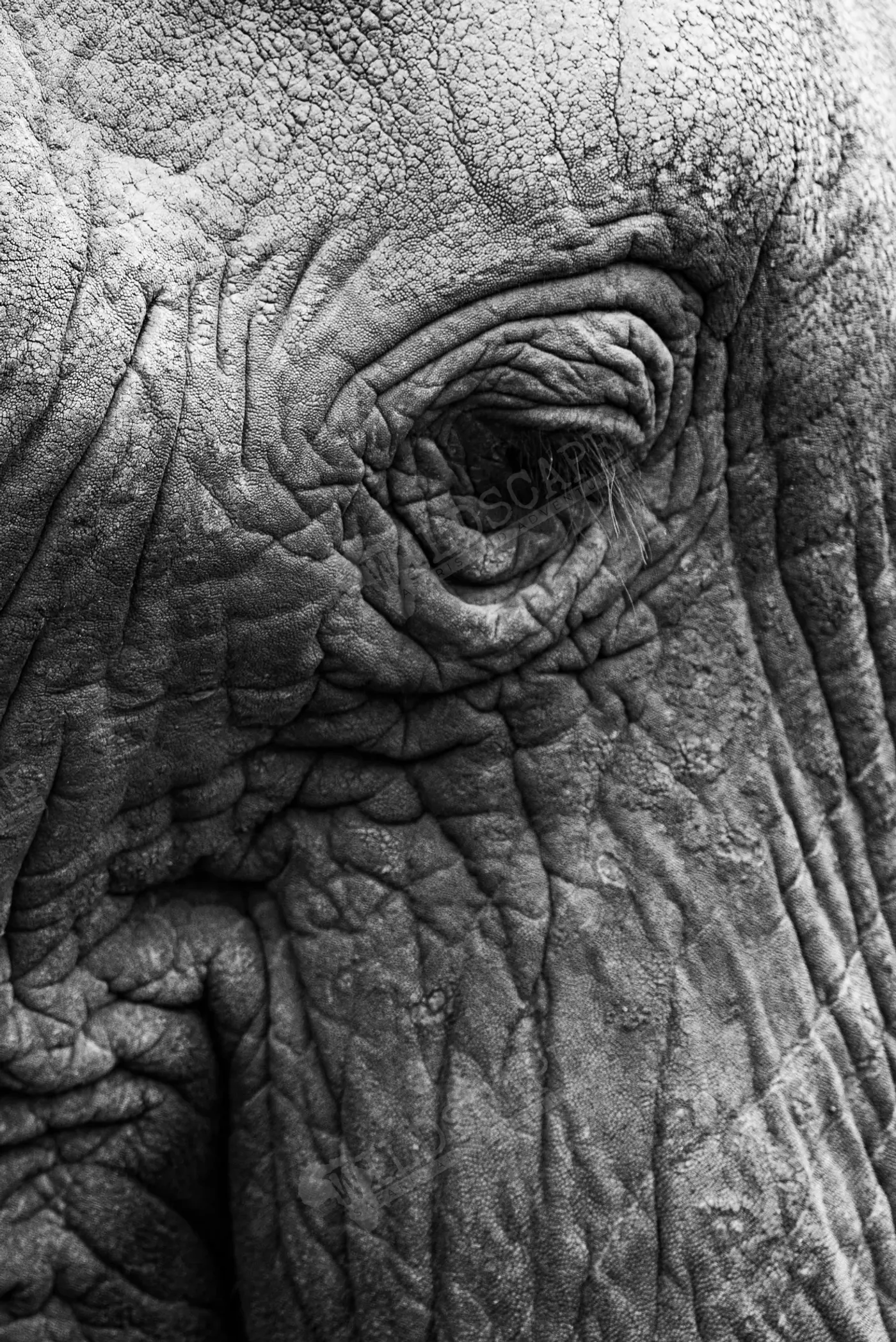 Black-and-white close-up of an elephant's eye and skin folds