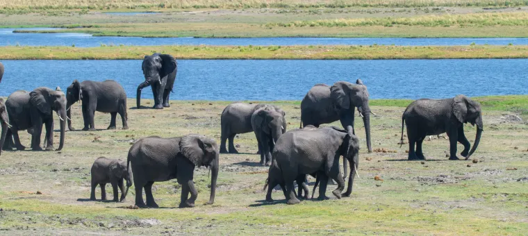 An elephant herd with calves on the floodplain, the river behind them