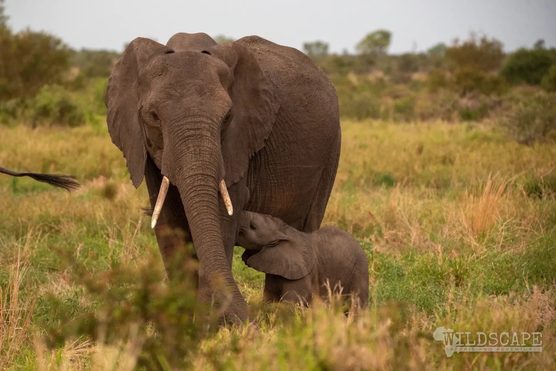 A herd of elephants with a calf moving across the savannah