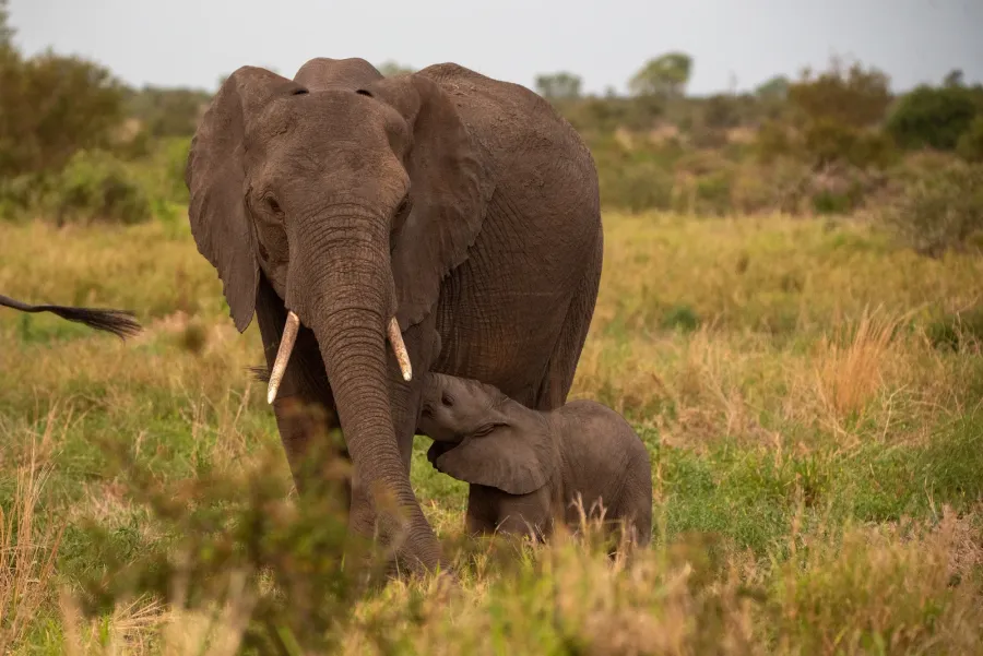 A herd of elephants with a calf moving across the savannah