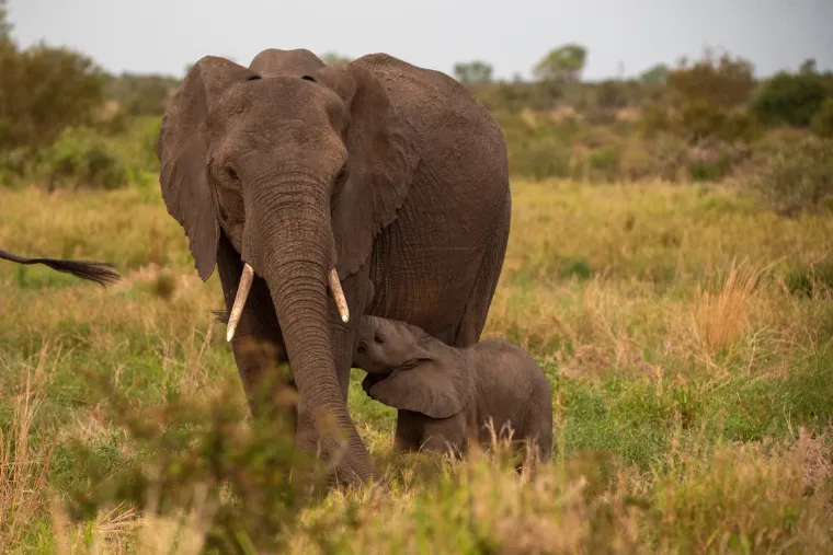 A herd of elephants with a calf moving across the savannah