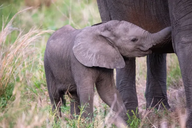 An elephant calf standing close to its mother