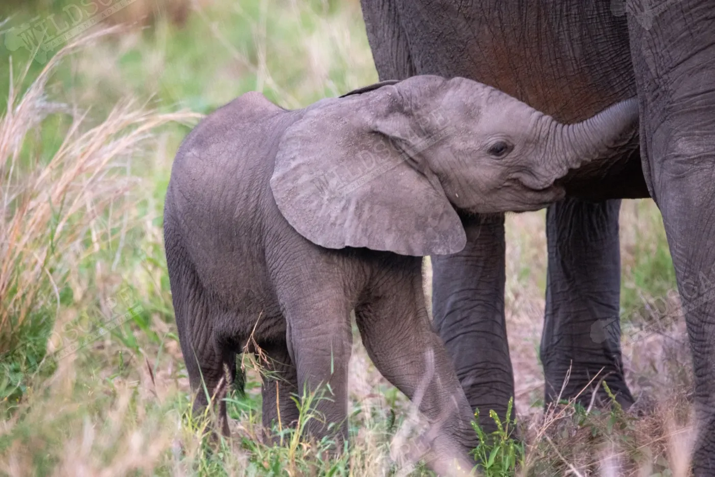 An elephant calf standing close to its mother