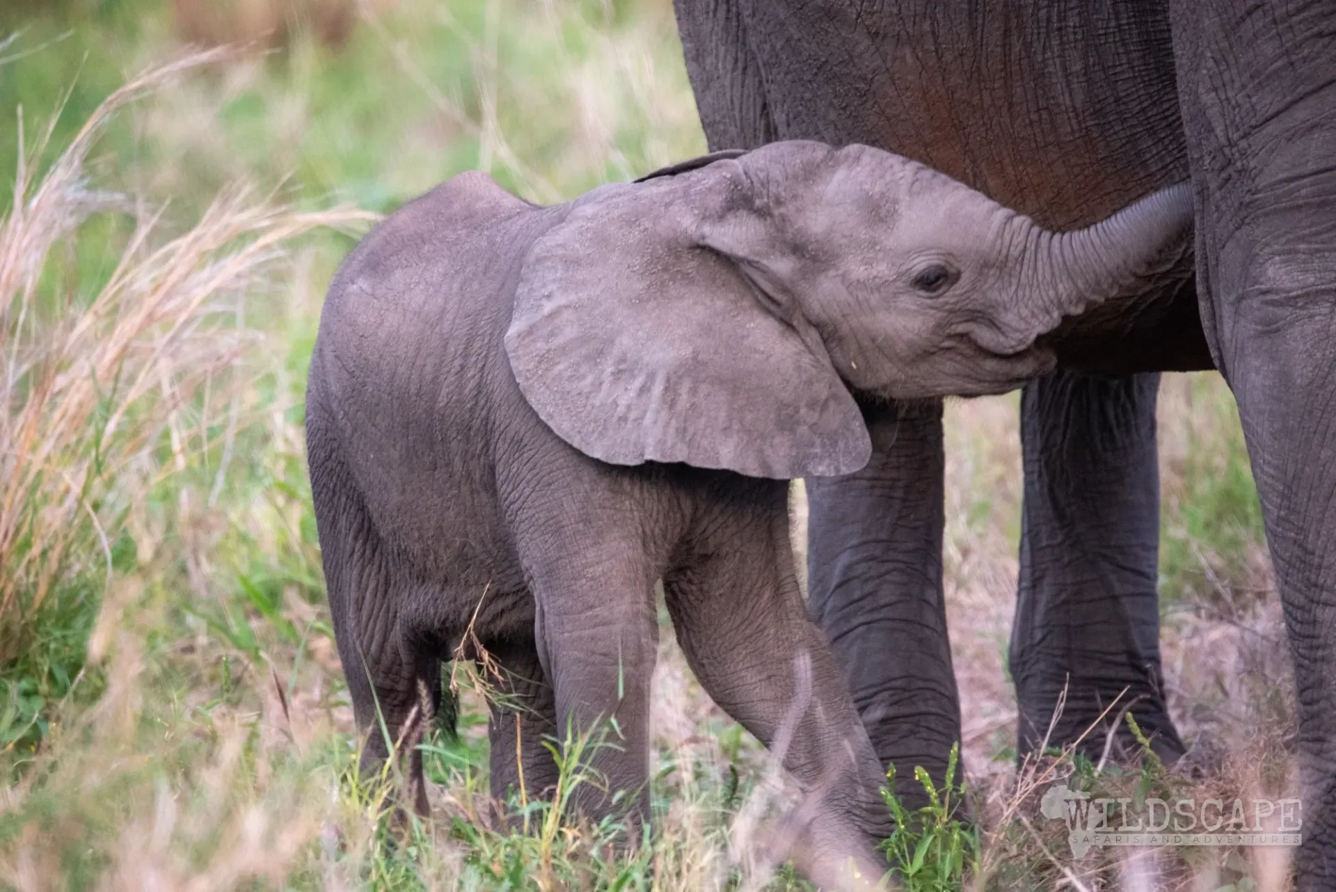 An elephant calf standing close to its mother