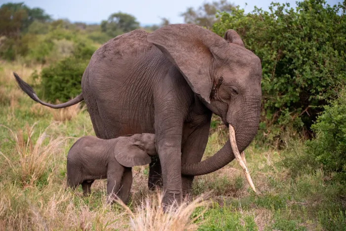 A tusked elephant cow with her calf in tall grass