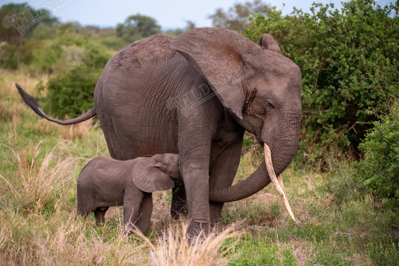 A tusked elephant cow with her calf in tall grass