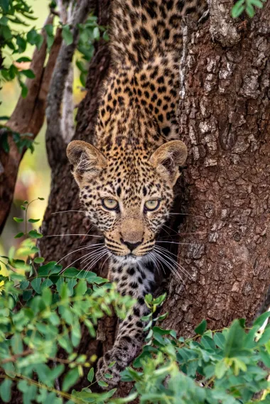 A young leopard stepping out of the shadow of the undergrowth