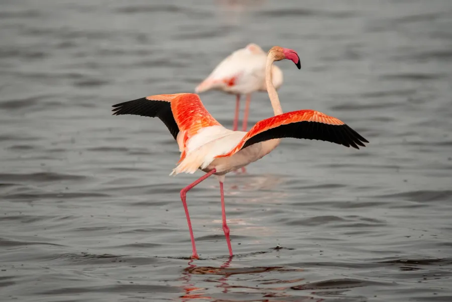 Two flamingos in shallow water, one with wings spread