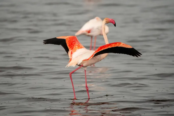 Two flamingos in shallow water, one with wings spread