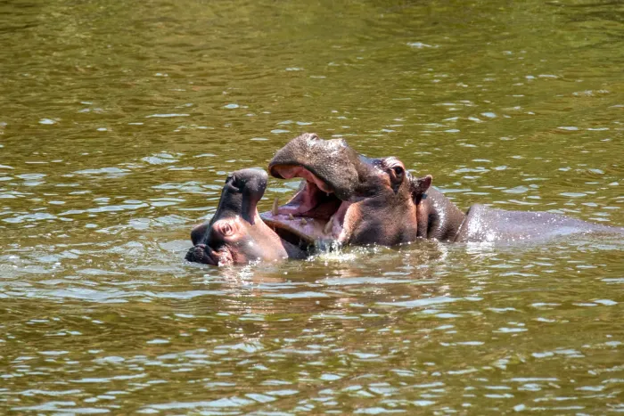 Two hippos surfacing from the water