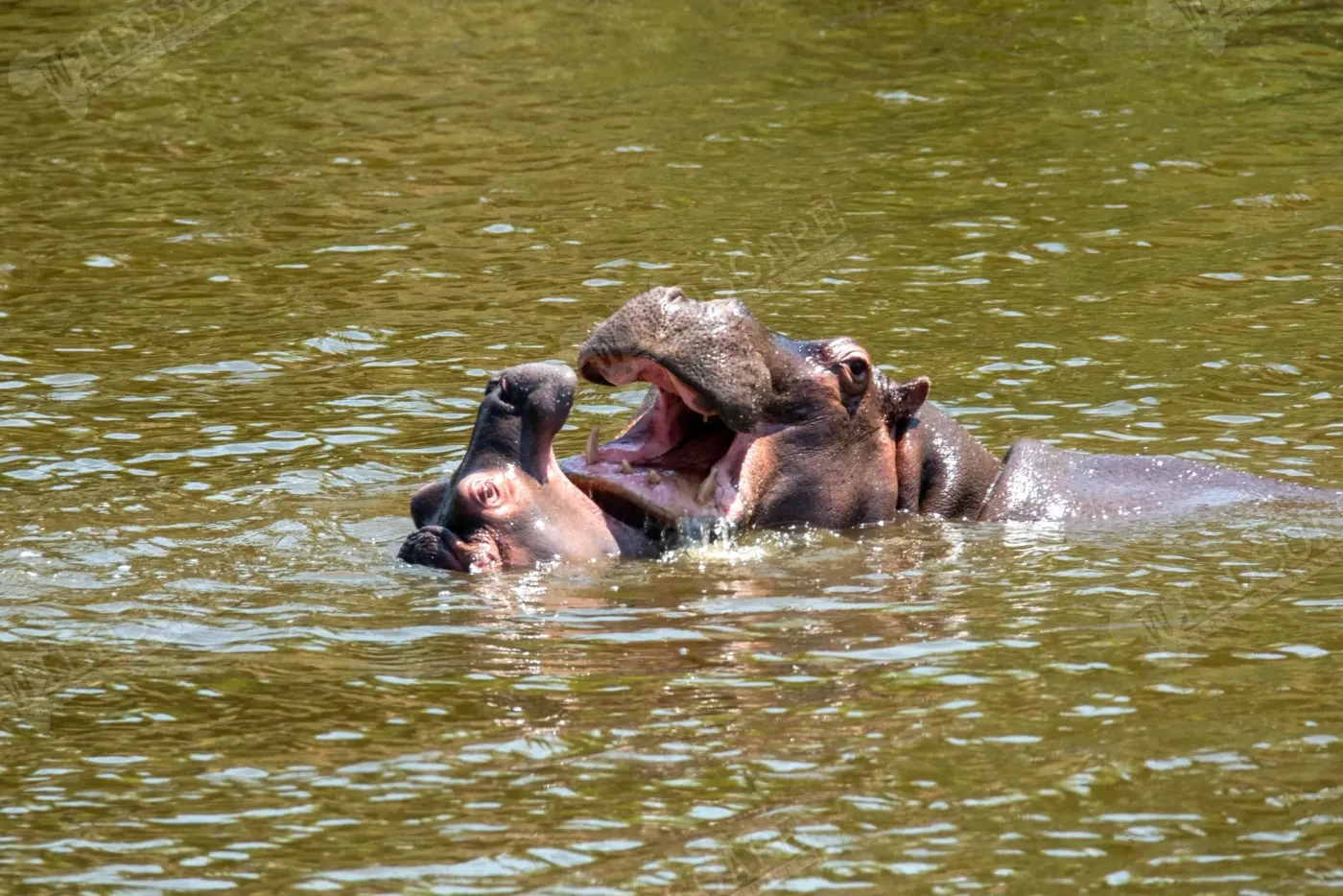 Two hippos surfacing from the water