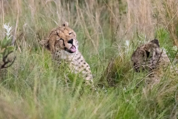 A cheetah in tall grass with a second one behind