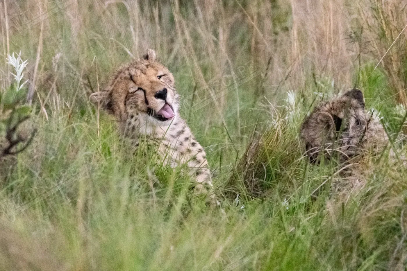 A cheetah in tall grass with a second one behind