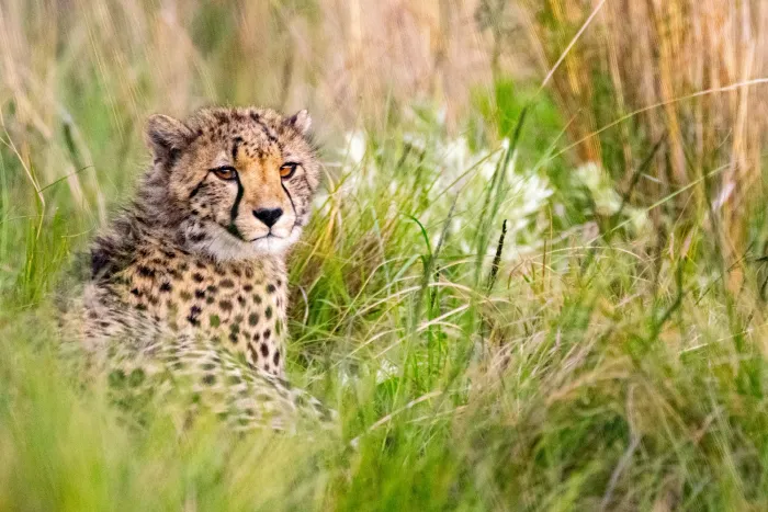 Portrait of a cheetah with clearly visible tear marks