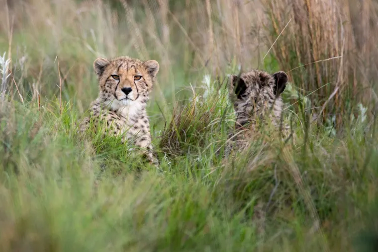 Two cheetahs sitting alert in tall grass