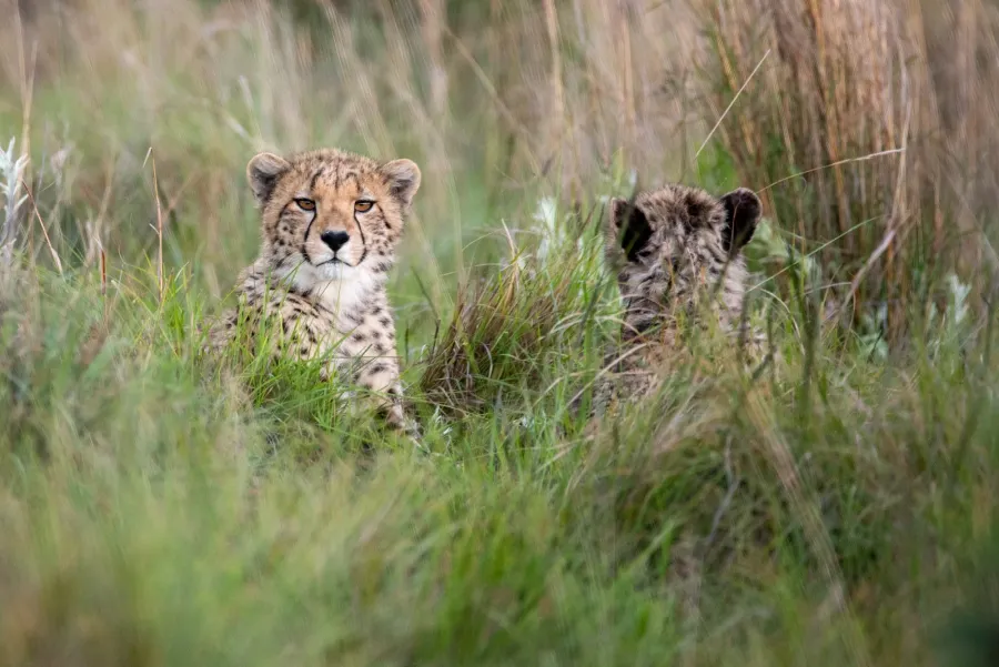 Two cheetahs sitting alert in tall grass