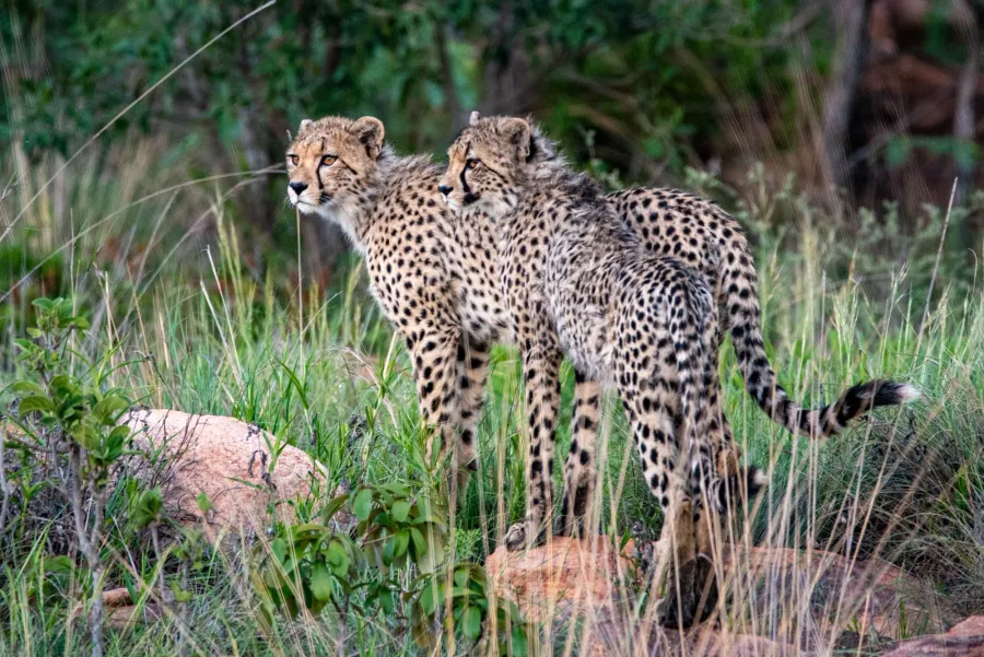 Two cheetahs standing close together, scanning the surroundings