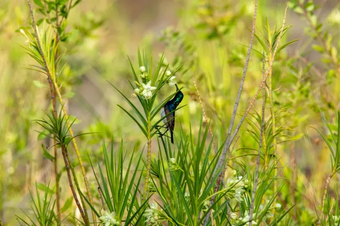 An iridescent dark bird among palm fronds