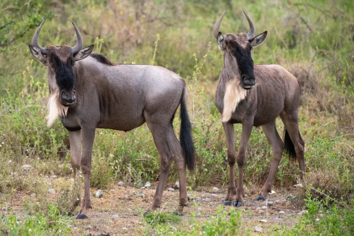 Two wildebeest standing side by side on wet grassland