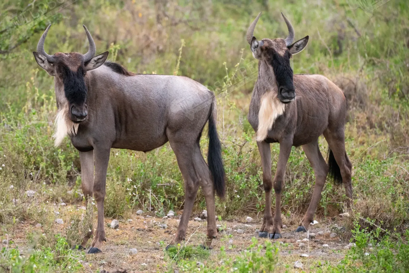 Two wildebeest standing side by side on wet grassland