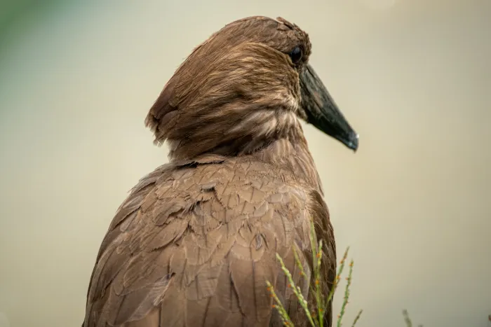 Portrait of a brown bird with a pronounced crest