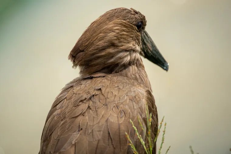 Portrait of a brown bird with a pronounced crest
