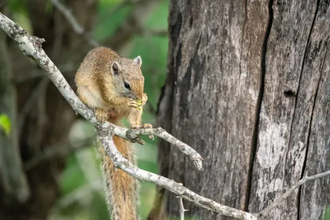 A squirrel feeding on a tree trunk