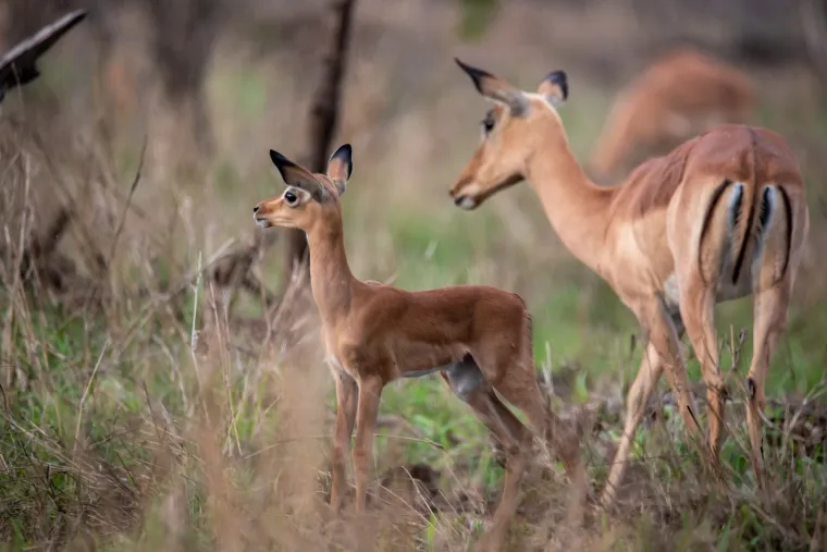 Two impalas among bushes, one looking towards the camera