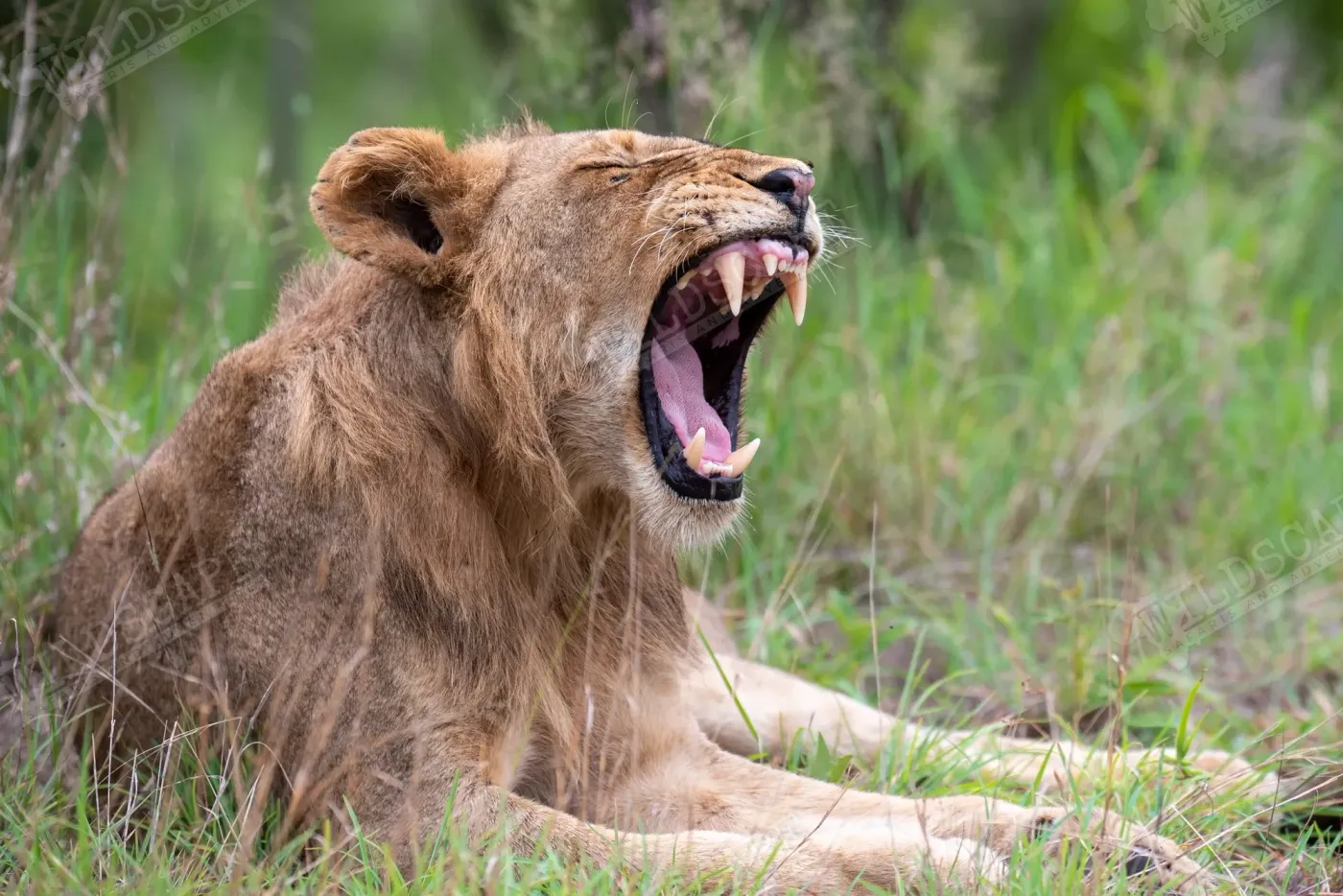 A young lion yawning, showing his canines