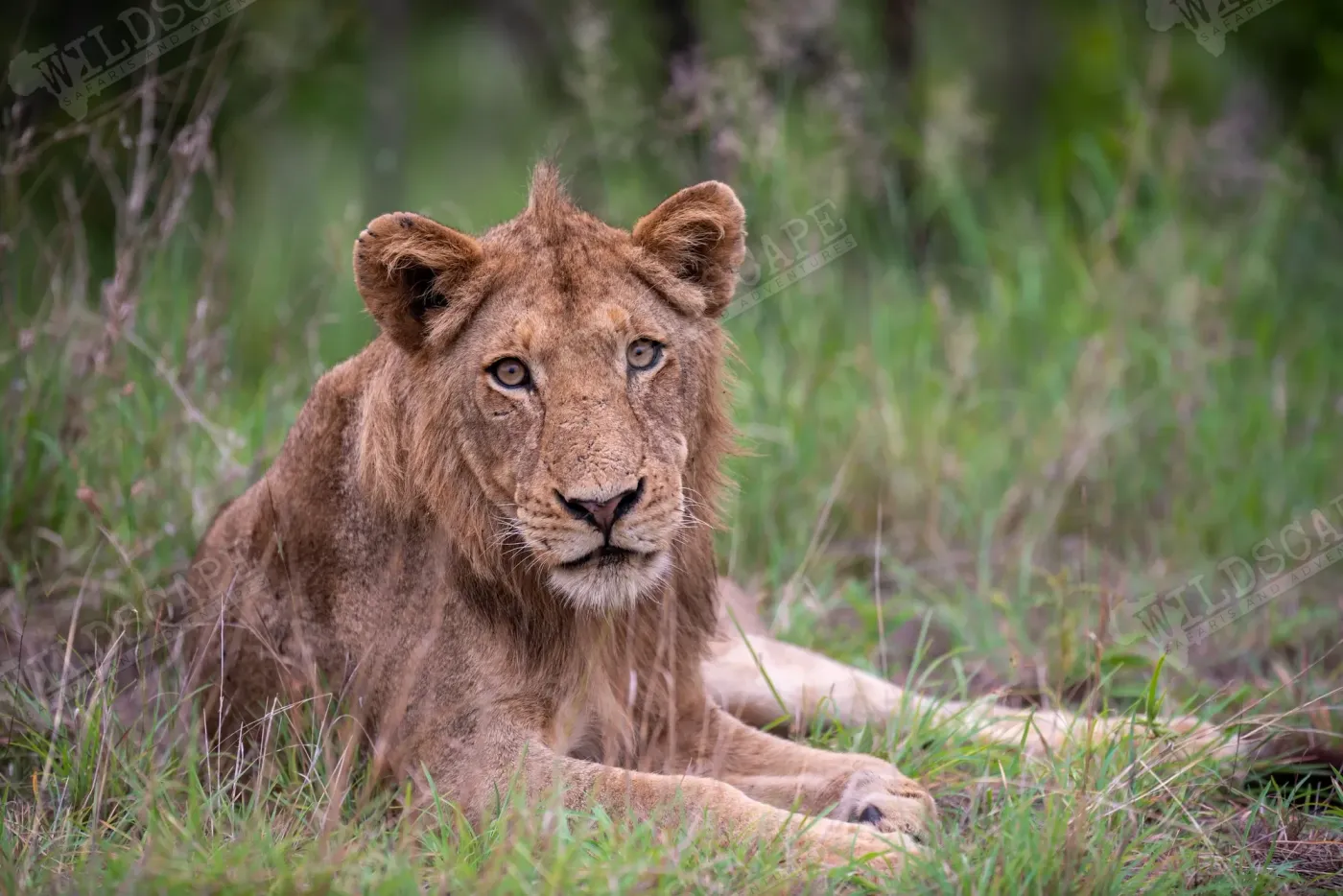 A young lion lying relaxed in tall green grass