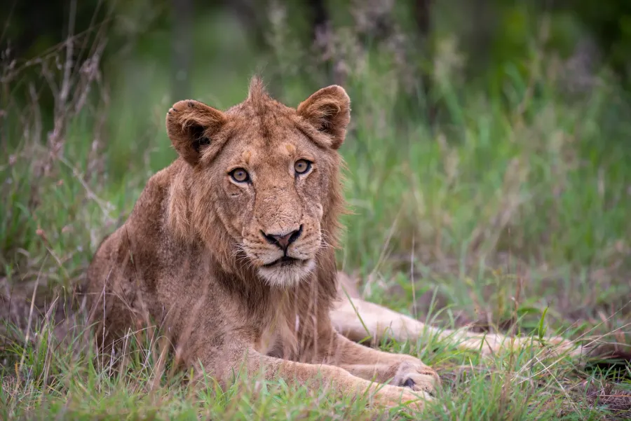 A young lion lying relaxed in tall green grass