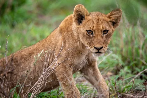 A young lion standing in green grass, looking at the camera