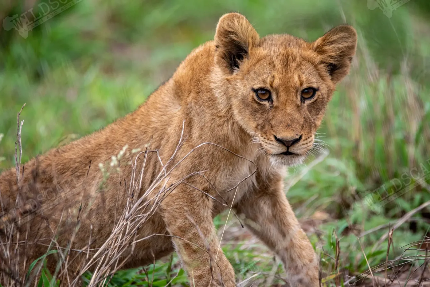 A young lion standing in green grass, looking at the camera