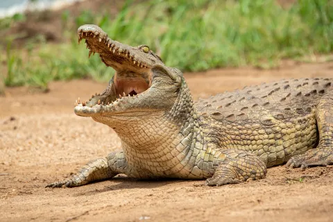 A crocodile on the bank with its jaws wide open