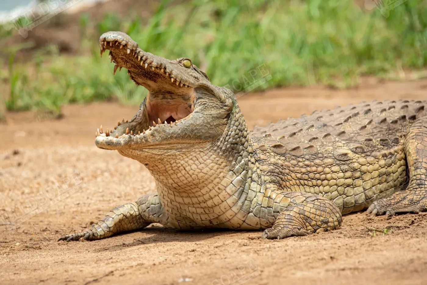 A crocodile on the bank with its jaws wide open