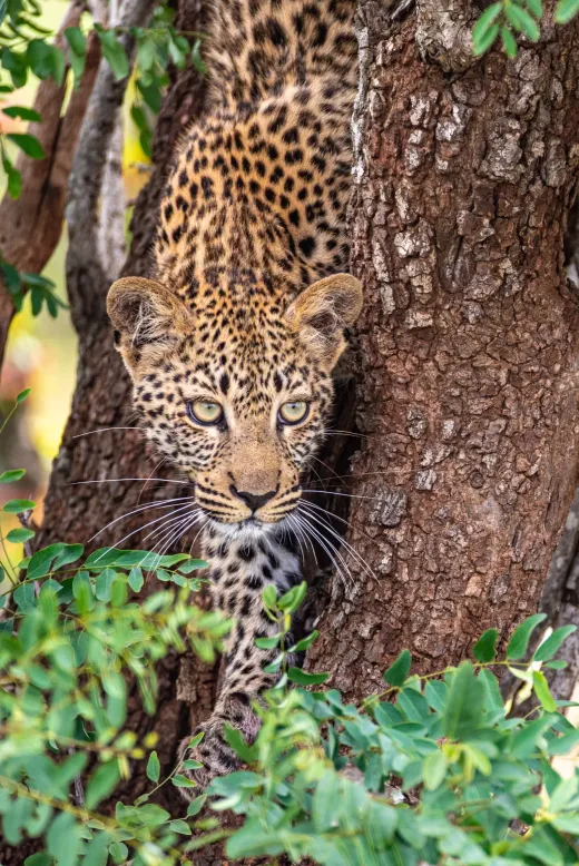 A leopard standing upright against a tree trunk
