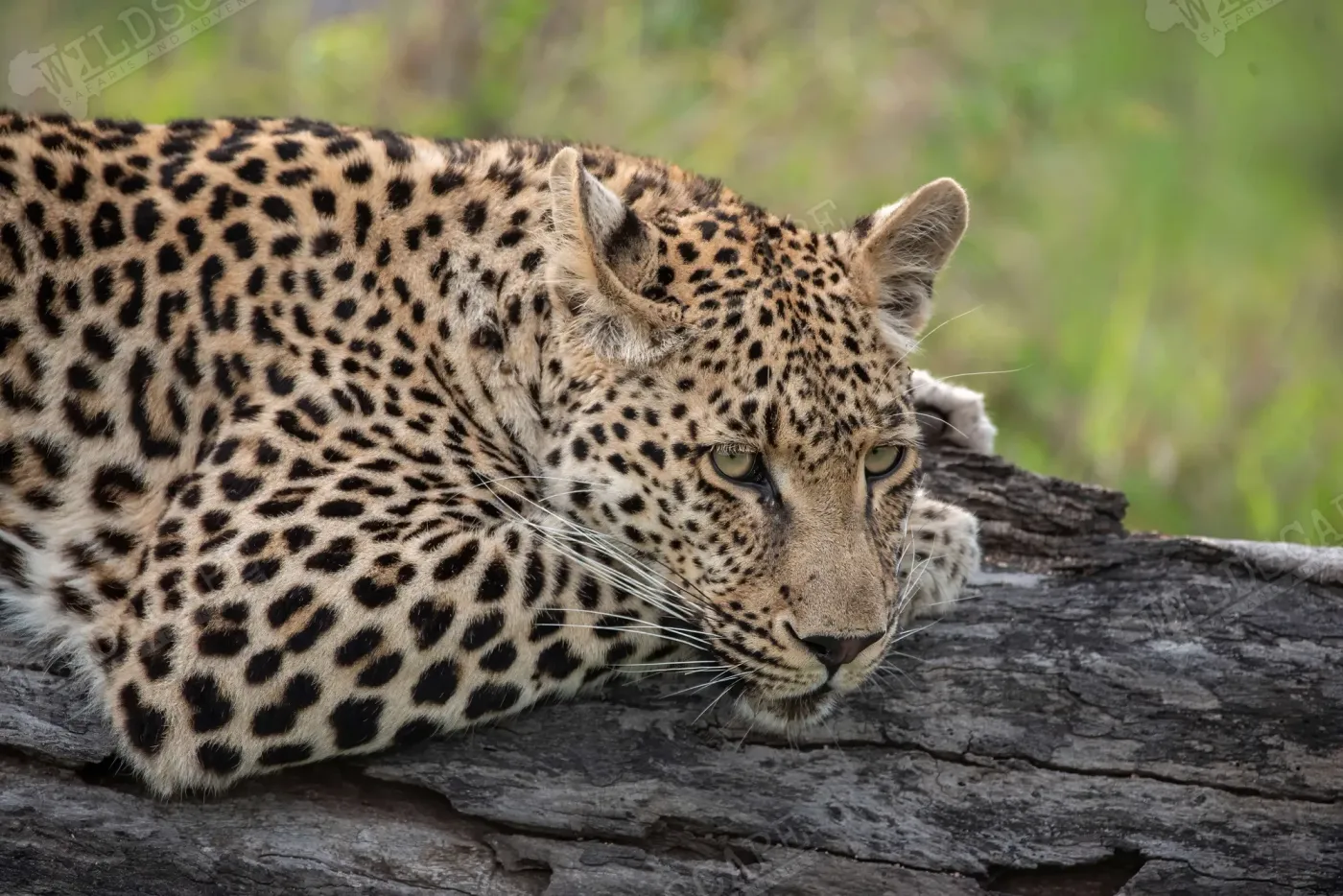 A leopard lying on a fallen tree trunk