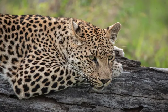 A leopard lying on a fallen tree trunk