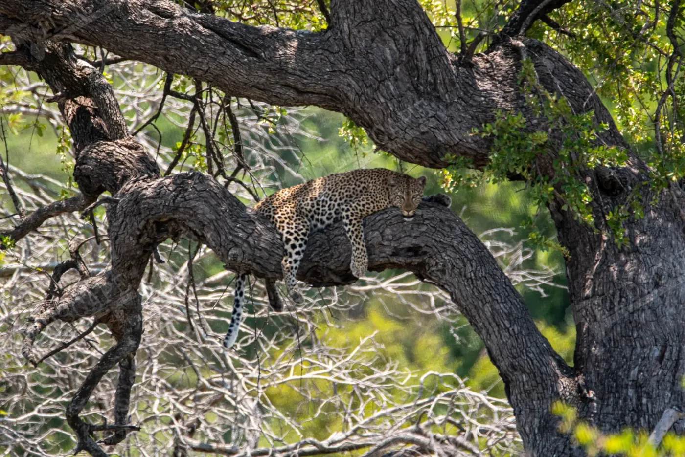 A leopard lying high up in a tree canopy
