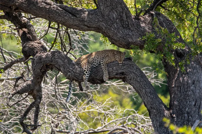 A leopard lying high up in a tree canopy
