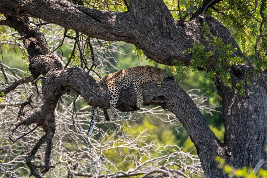 A leopard lying high up in a tree canopy